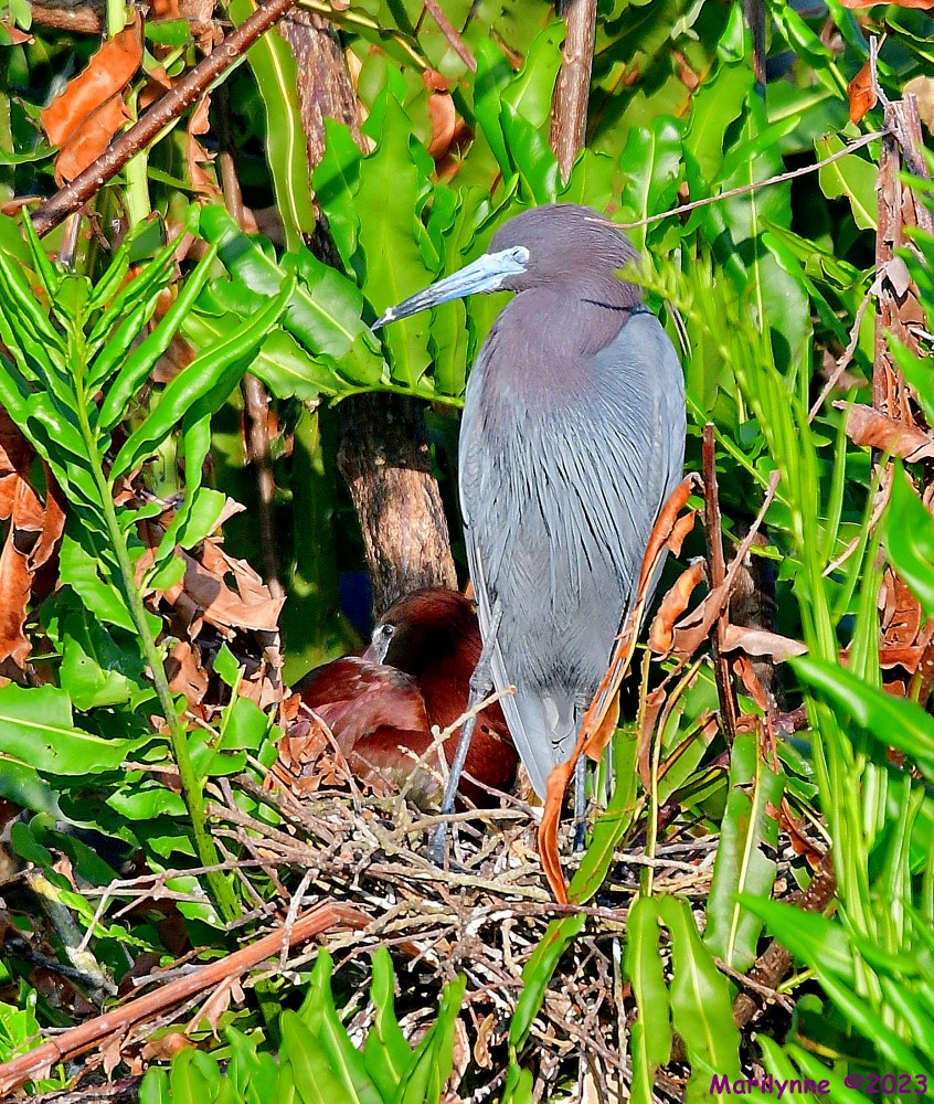 DSC_5335_001.JPG
