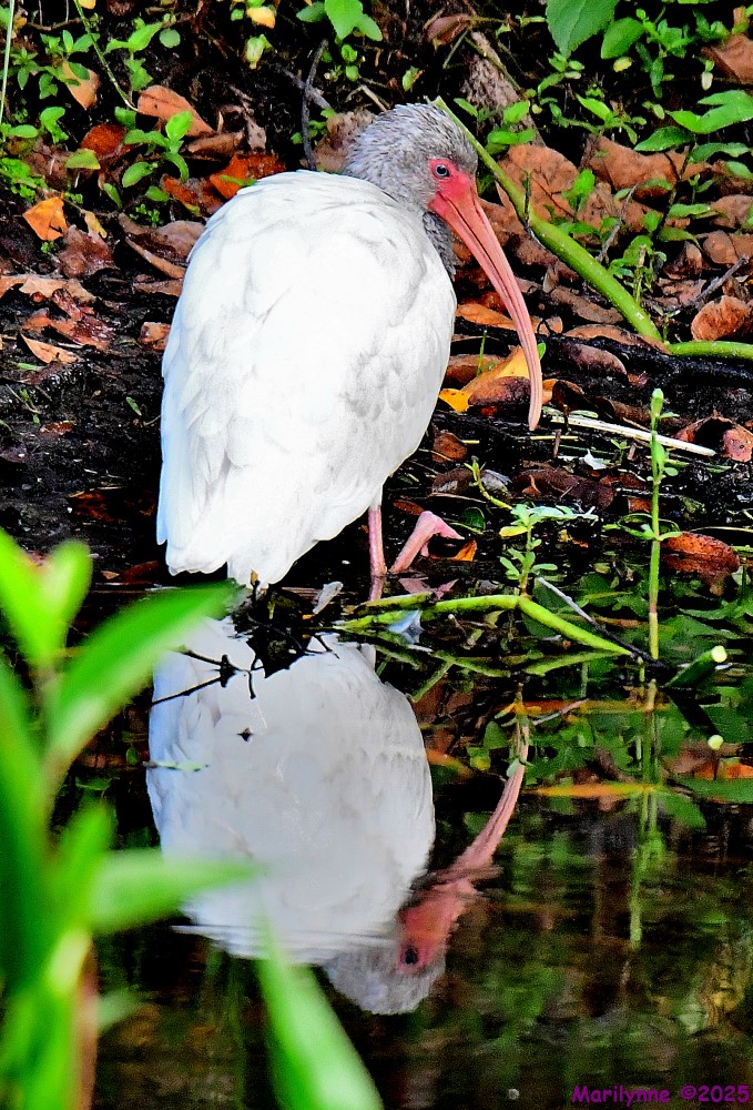 DSC_5336_001.JPG