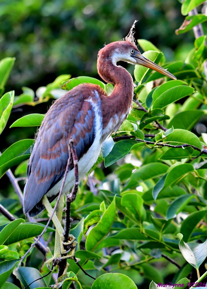 DSC_5336_001.JPG
