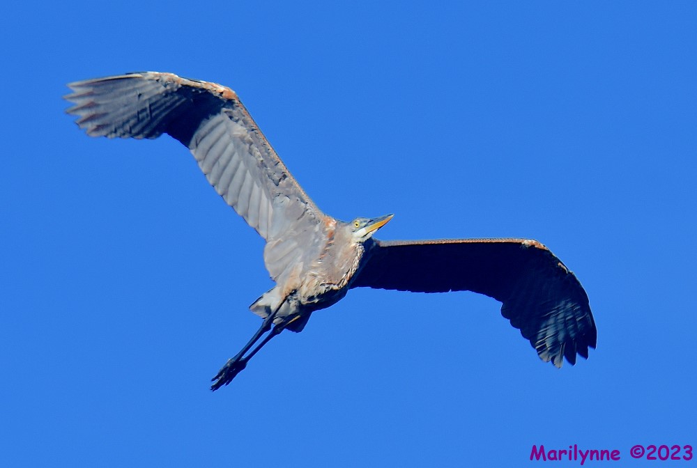 DSC_5337_001.JPG