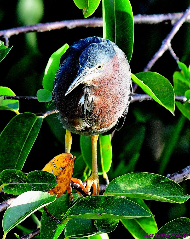 DSC_5337_001.JPG