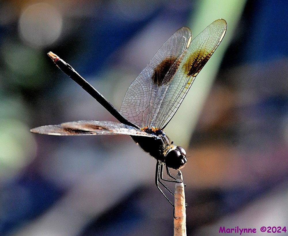 DSC_5341_001.JPG