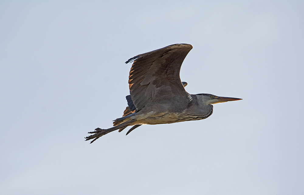 DSC_5342.jpg