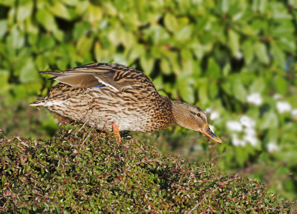 DSC_5344.jpg