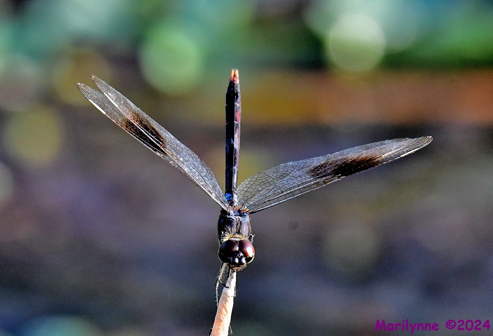 DSC_5346_001.JPG