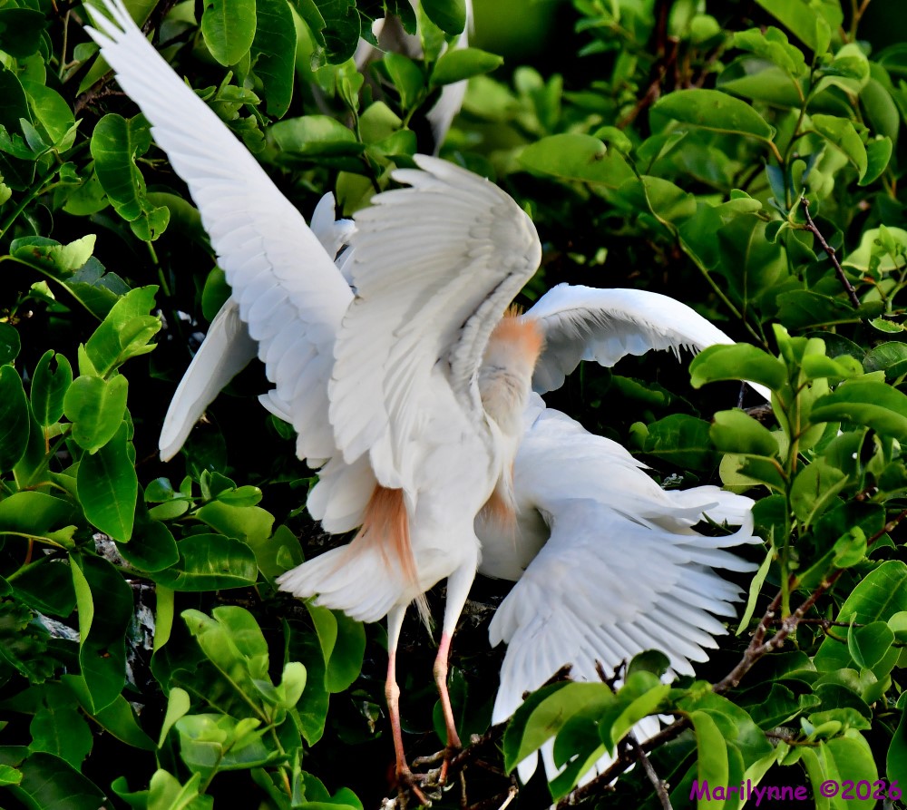 DSC_5347_001.JPG