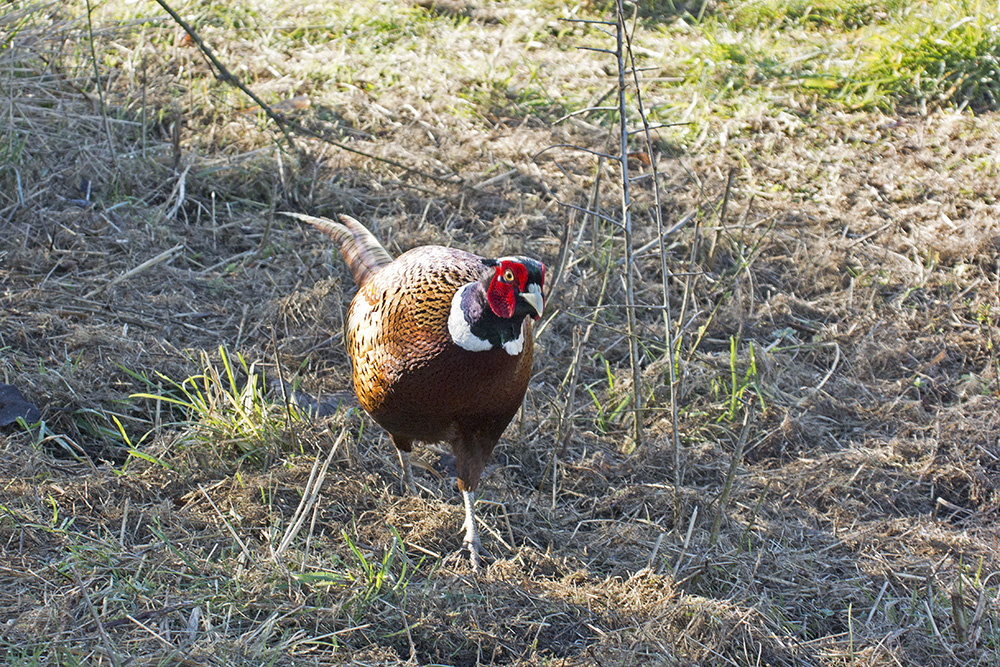 DSC_5348.jpg