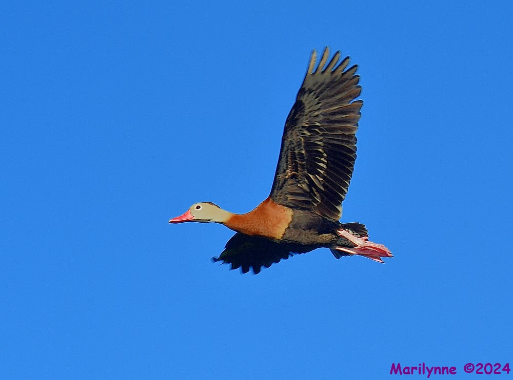 DSC_5348_001.JPG