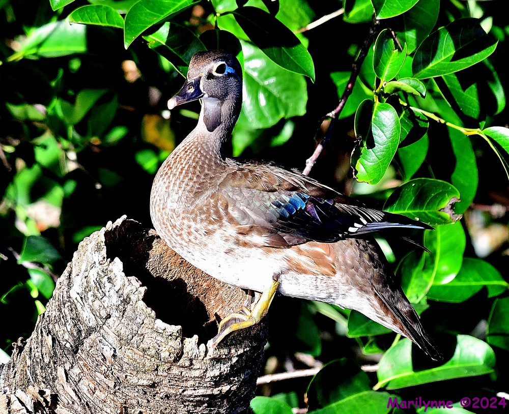 DSC_5350_001.JPG
