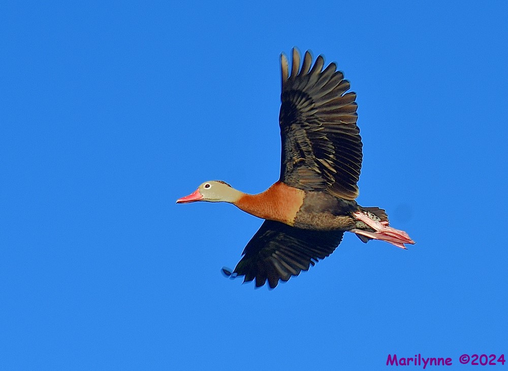 DSC_5350_001.JPG