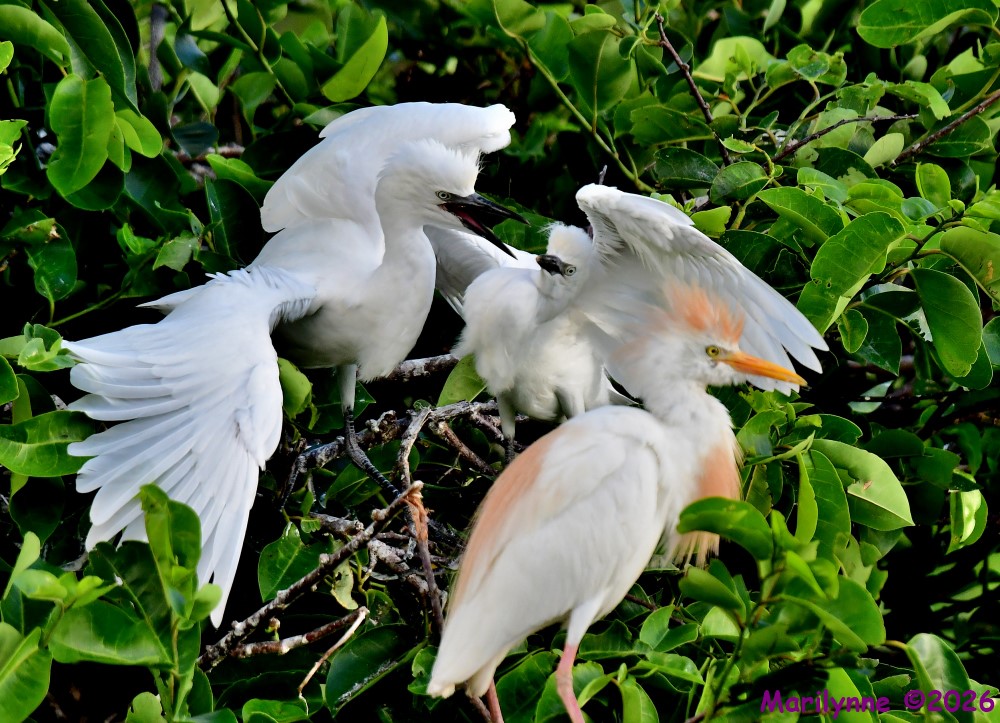 DSC_5350_001.JPG