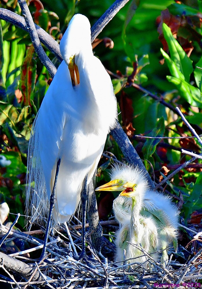 DSC_5351_001.JPG
