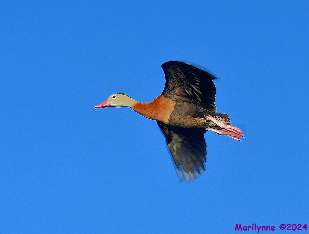 DSC_5351_001.JPG