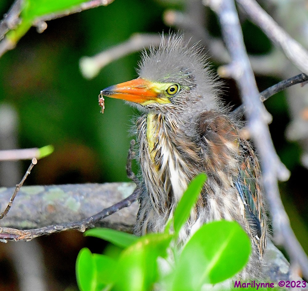 DSC_5358_001.JPG