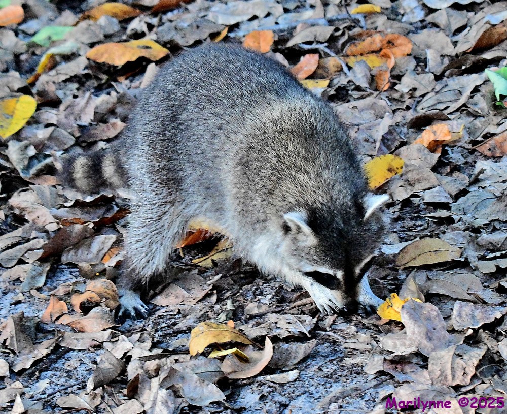 DSC_5359_001.JPG