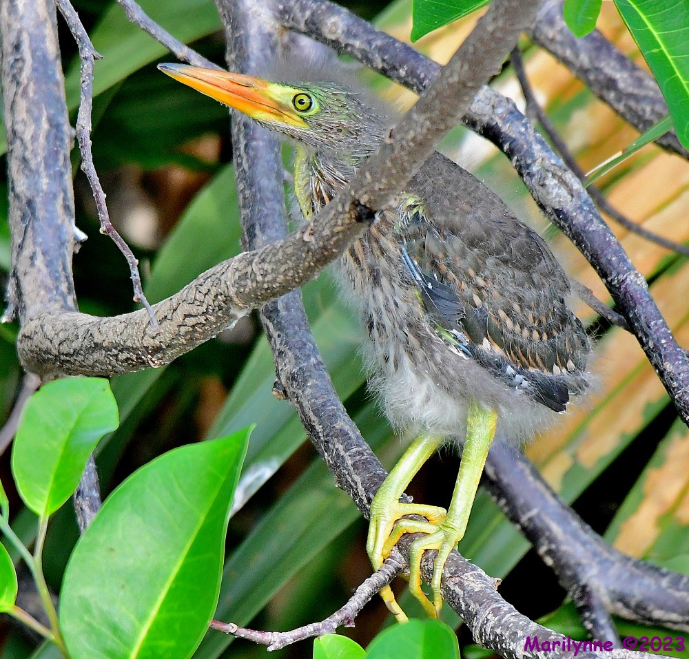 DSC_5360_001.JPG