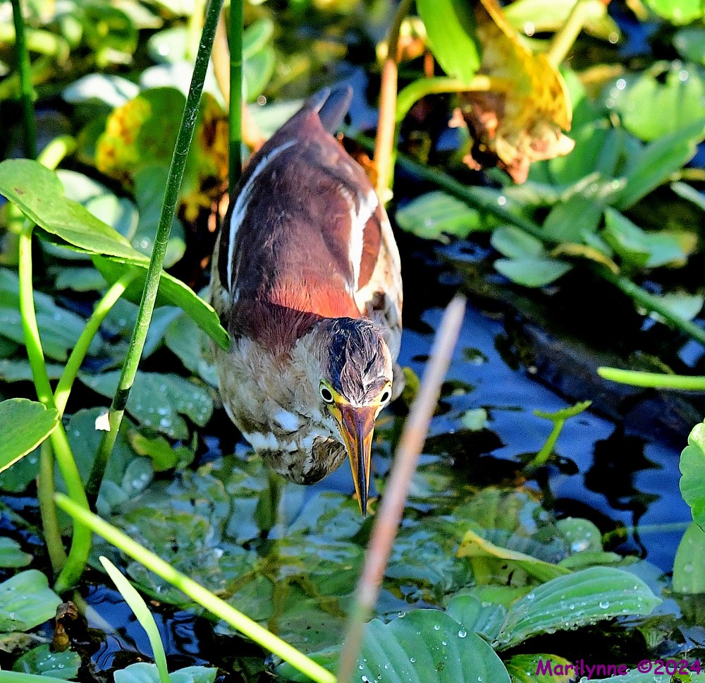 DSC_5361_001.JPG