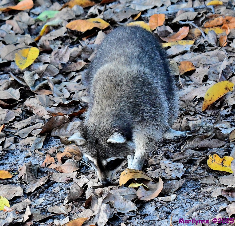 DSC_5362_001.JPG