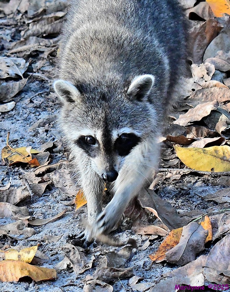 DSC_5366_001.JPG