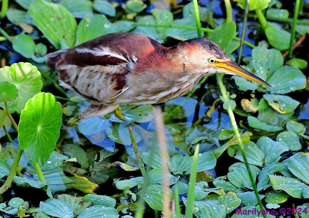 DSC_5367_001.JPG