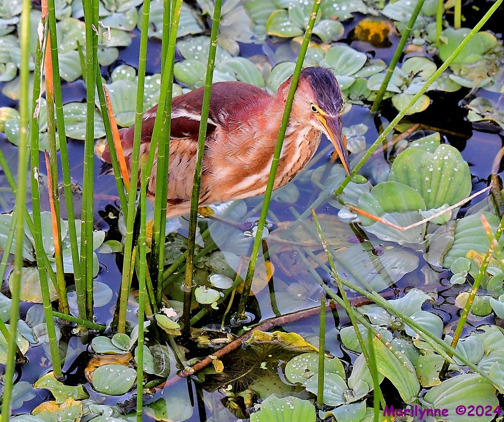 DSC_5368_001.JPG