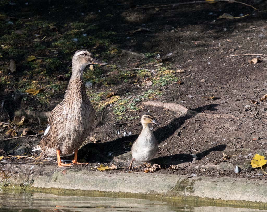 DSC_5372.jpg