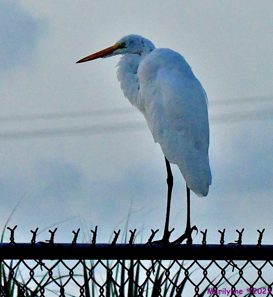 DSC_5375_001.JPG