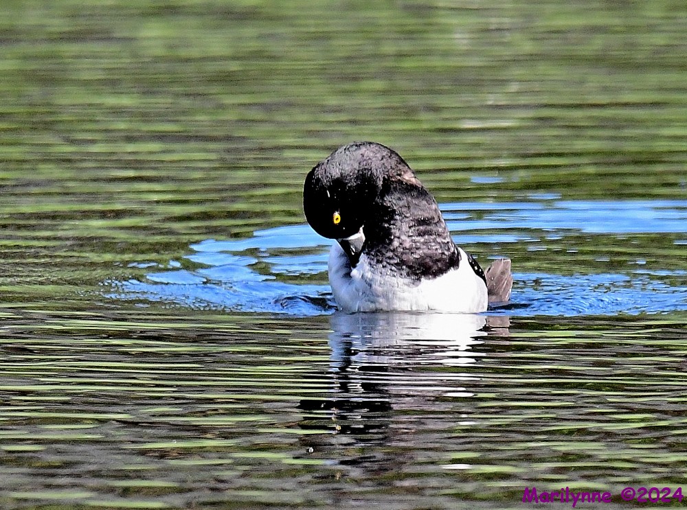 DSC_5375_001.JPG