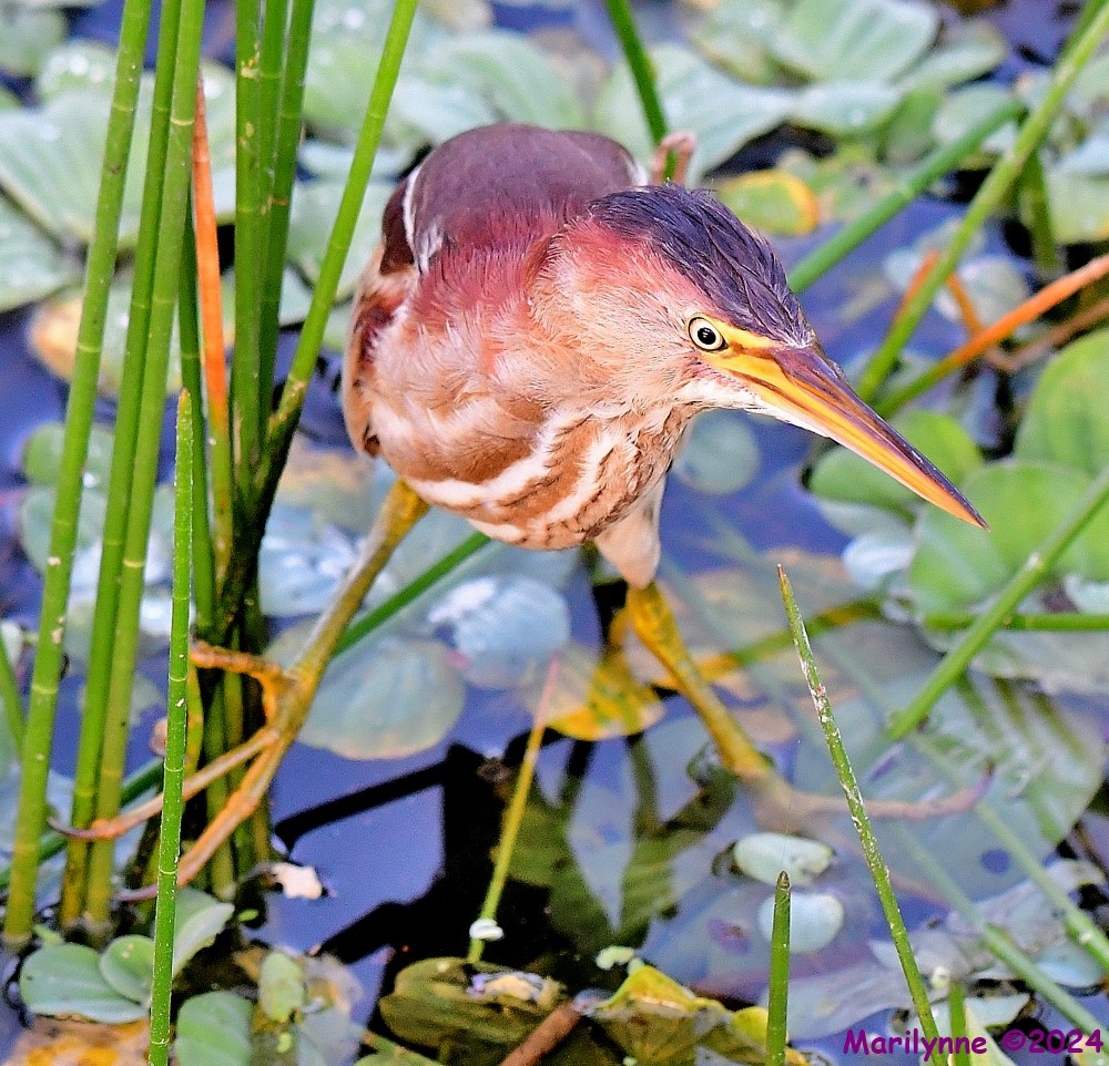 DSC_5375_001.JPG