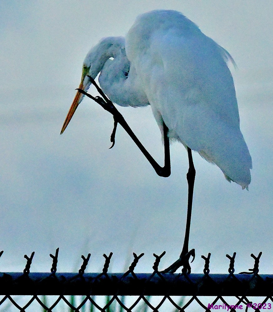 DSC_5376_001.JPG