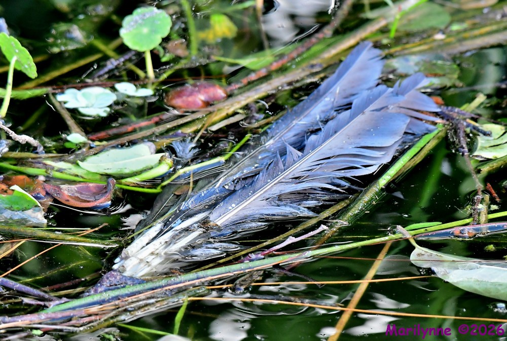 DSC_5380_001.JPG