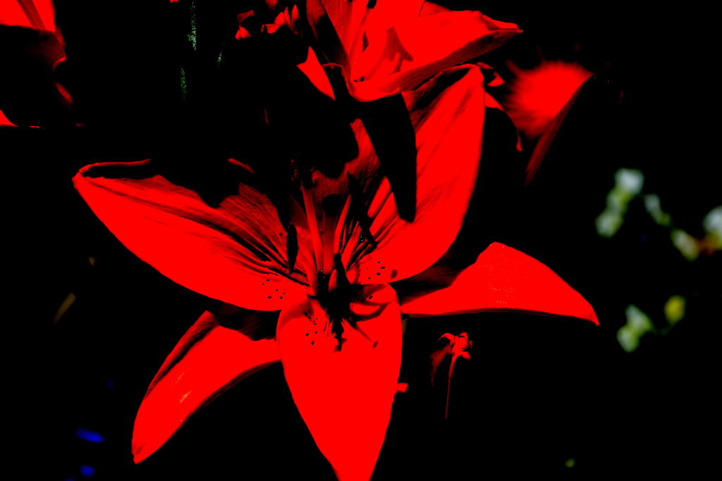 DSC_5382.jpg