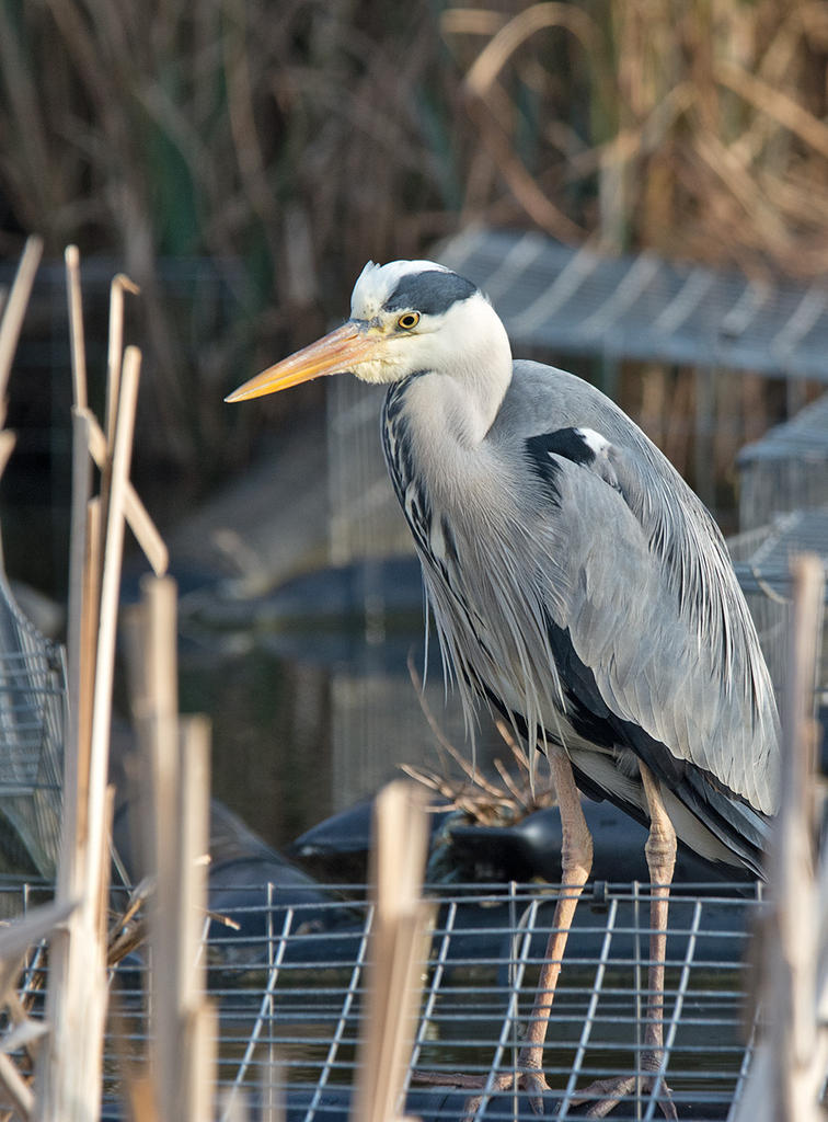 DSC_5384.jpg