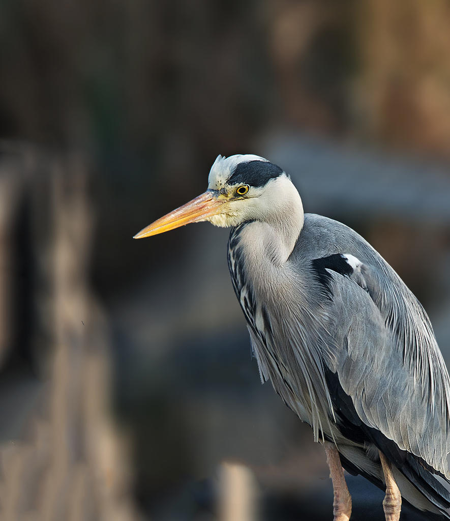 DSC_5384.jpg