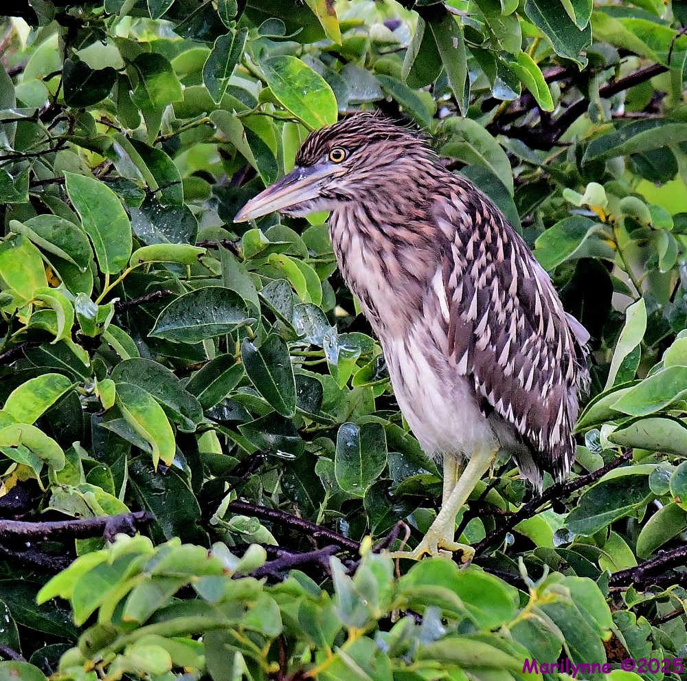 DSC_5385_001.JPG