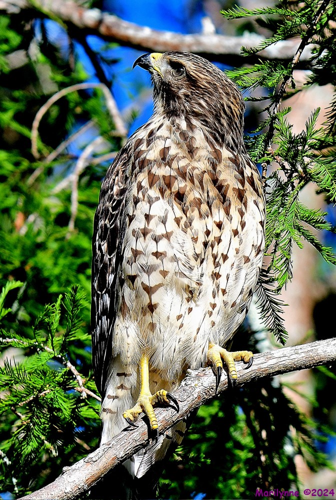 DSC_5386_001.JPG