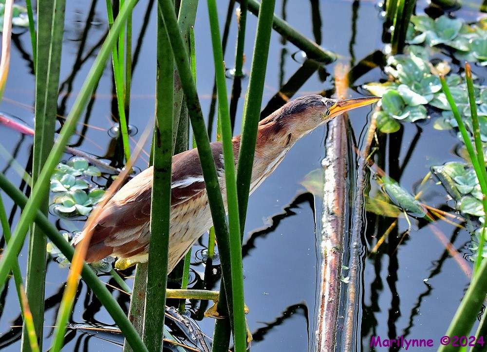 DSC_5386_001.JPG