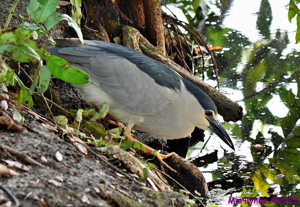 DSC_5386_001.JPG
