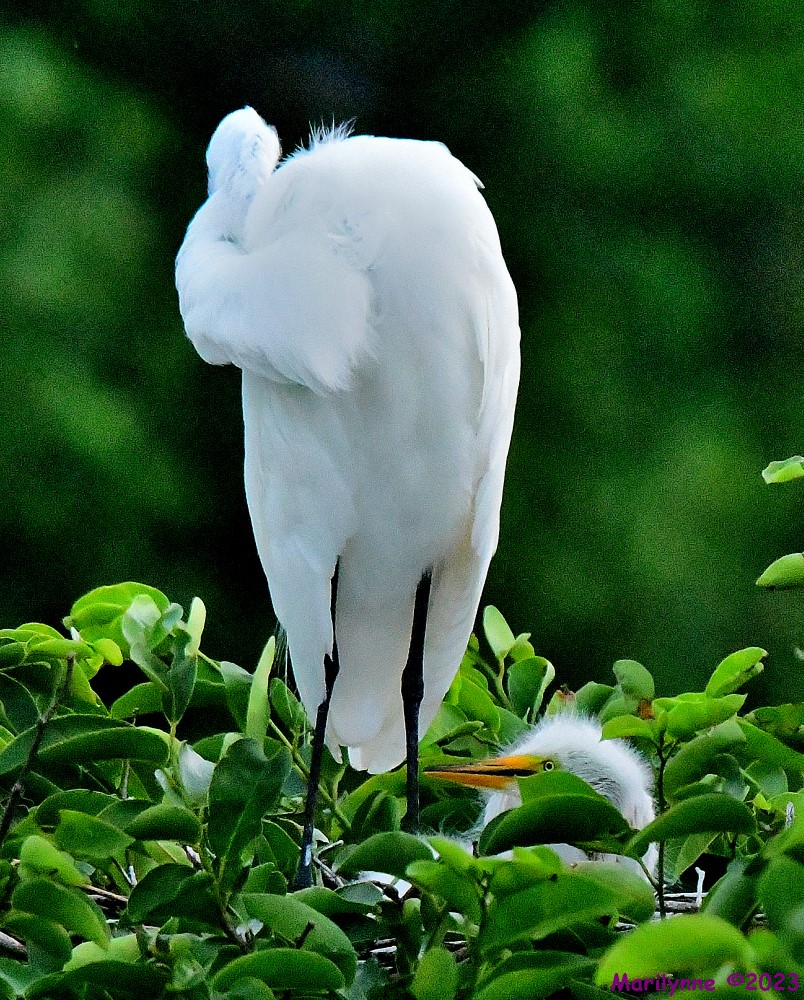 DSC_5387_001.JPG