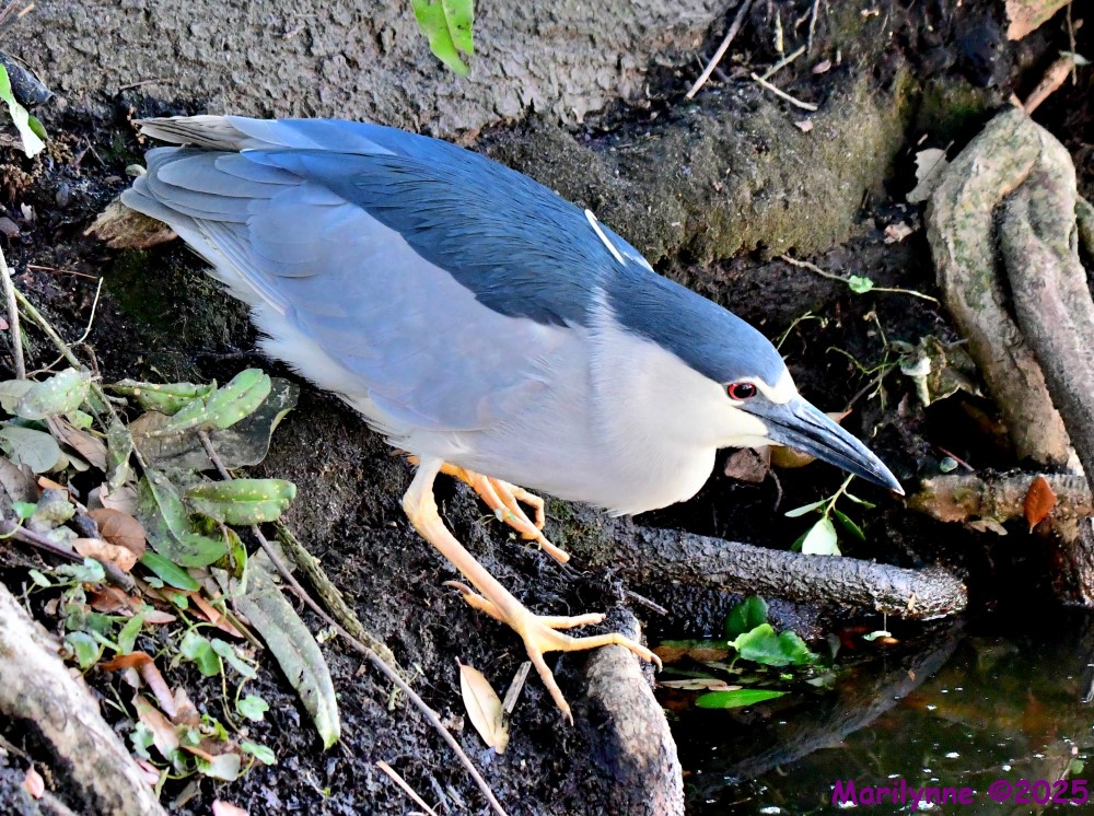 DSC_5387_001.JPG