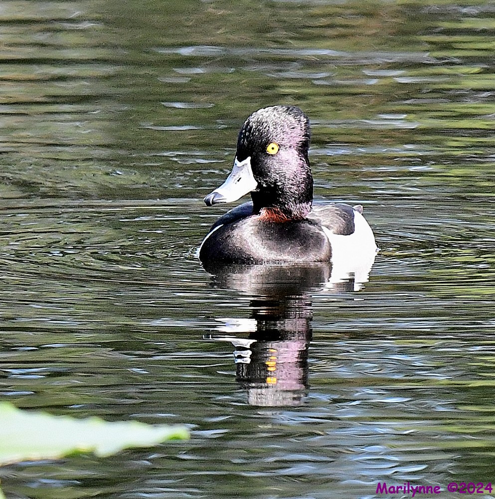 DSC_5388_001.JPG