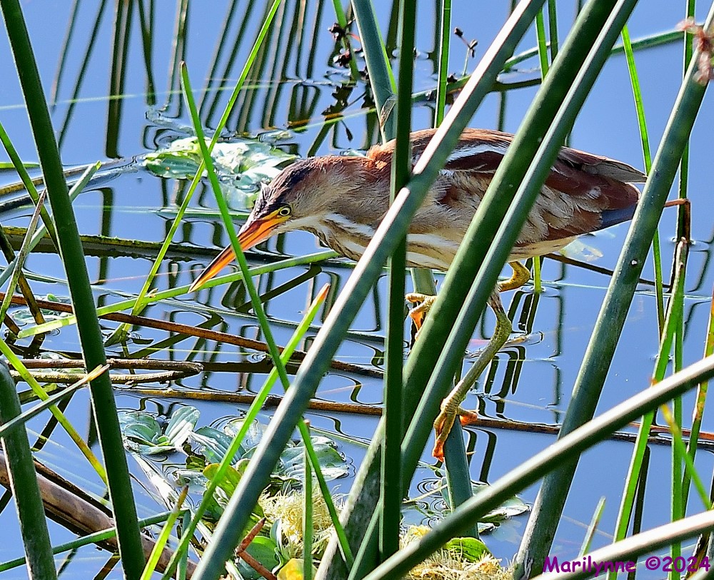 DSC_5389_001.JPG