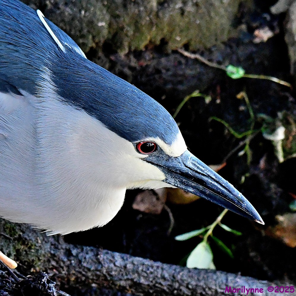 DSC_5393_001.JPG