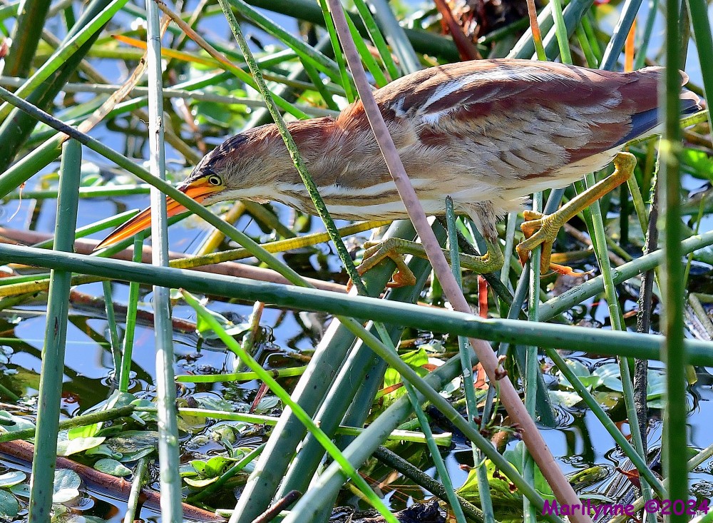 DSC_5394_001.JPG