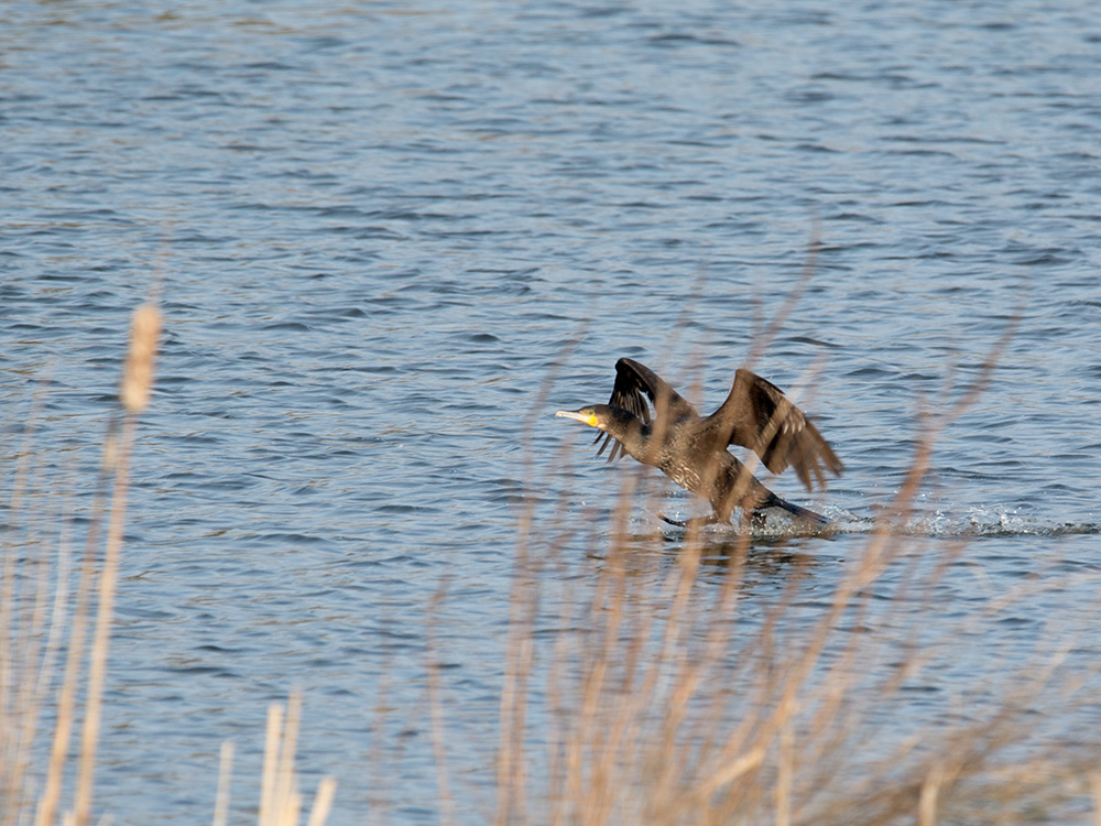 DSC_5395.jpg