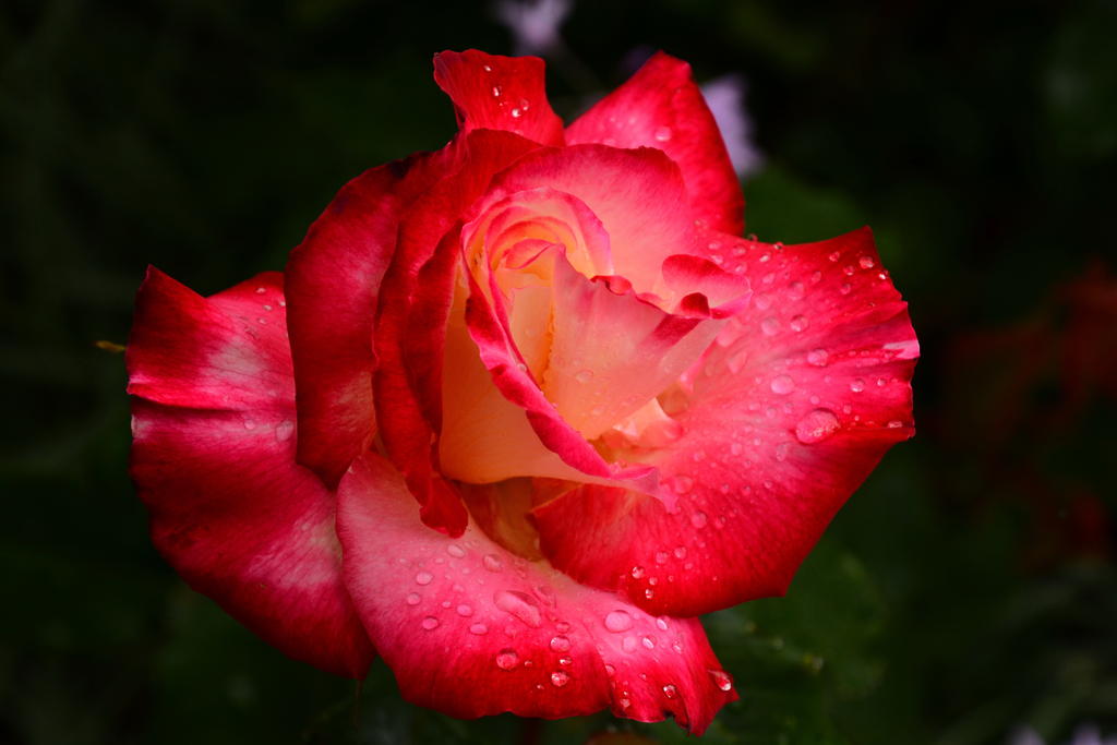 DSC_5396.jpg