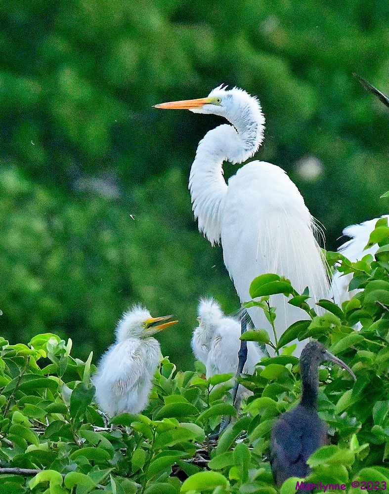 DSC_5396_001.JPG