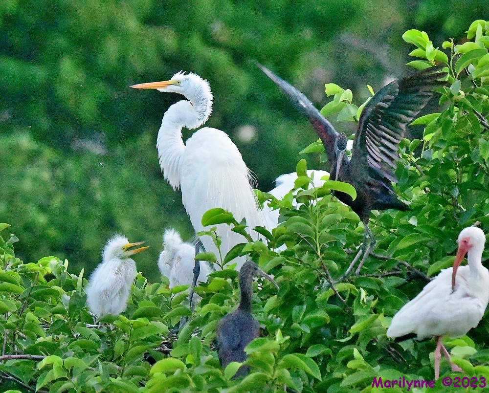 DSC_5397_001.JPG