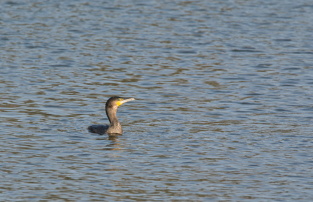 DSC_5398.jpg