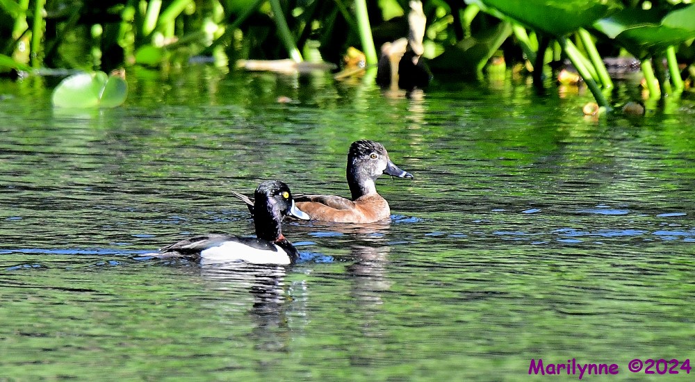 DSC_5398_001.JPG